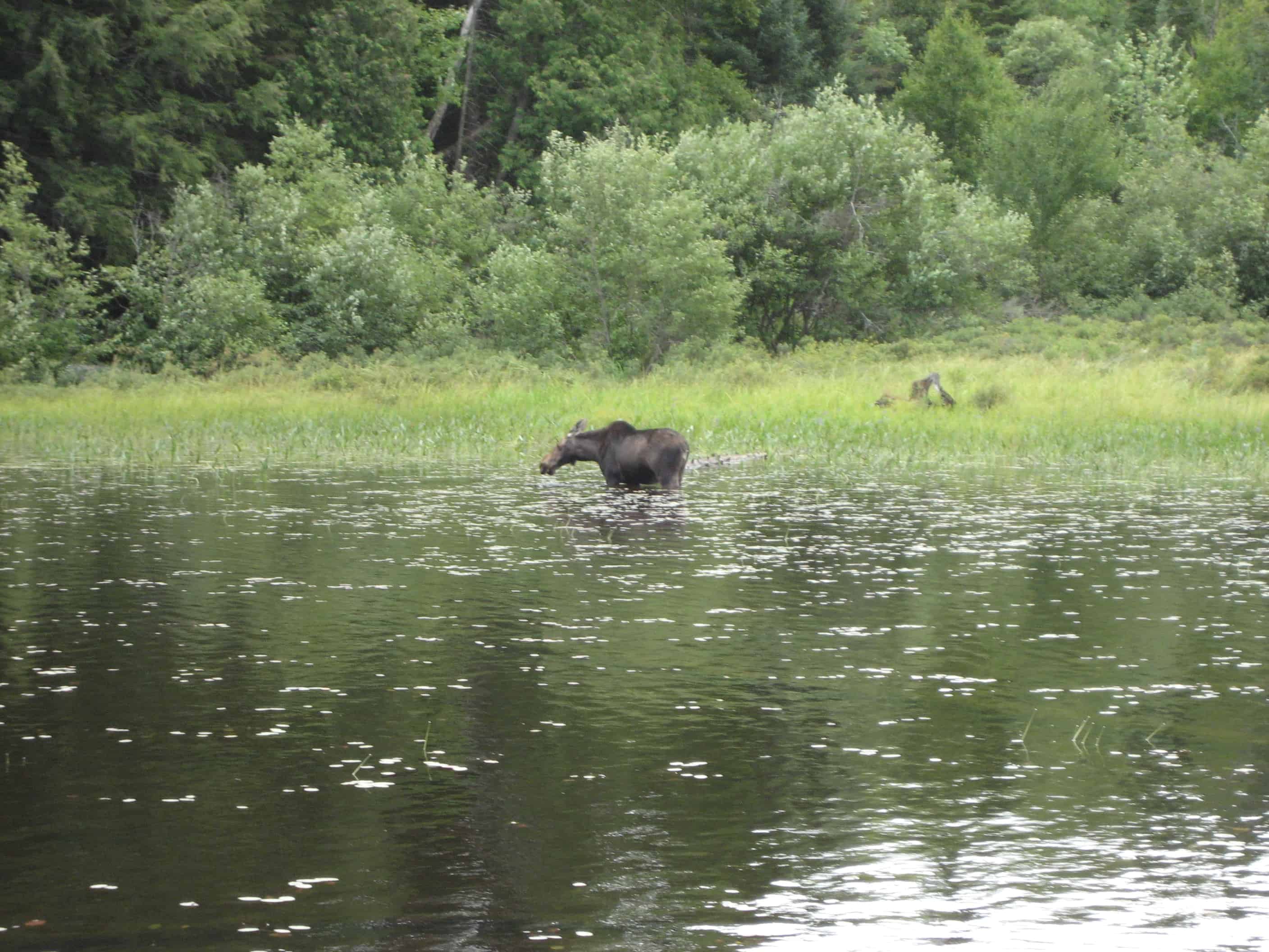 moose tours acadia national park