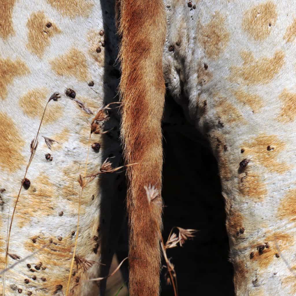 Ticks on animal fur