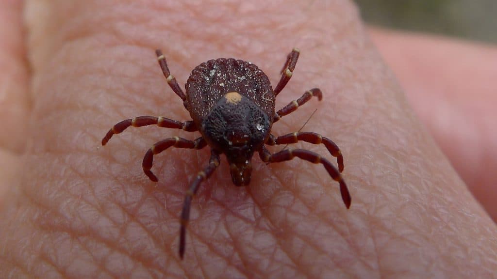 Tick closeup