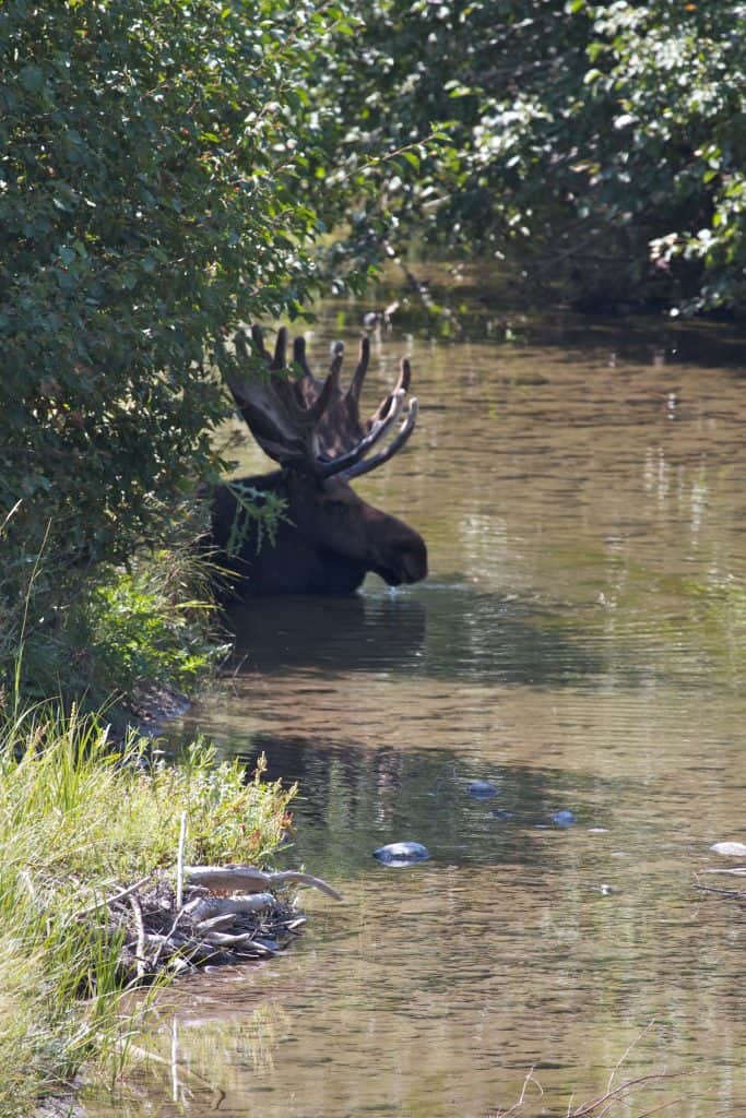 Wild Moose in Maine
