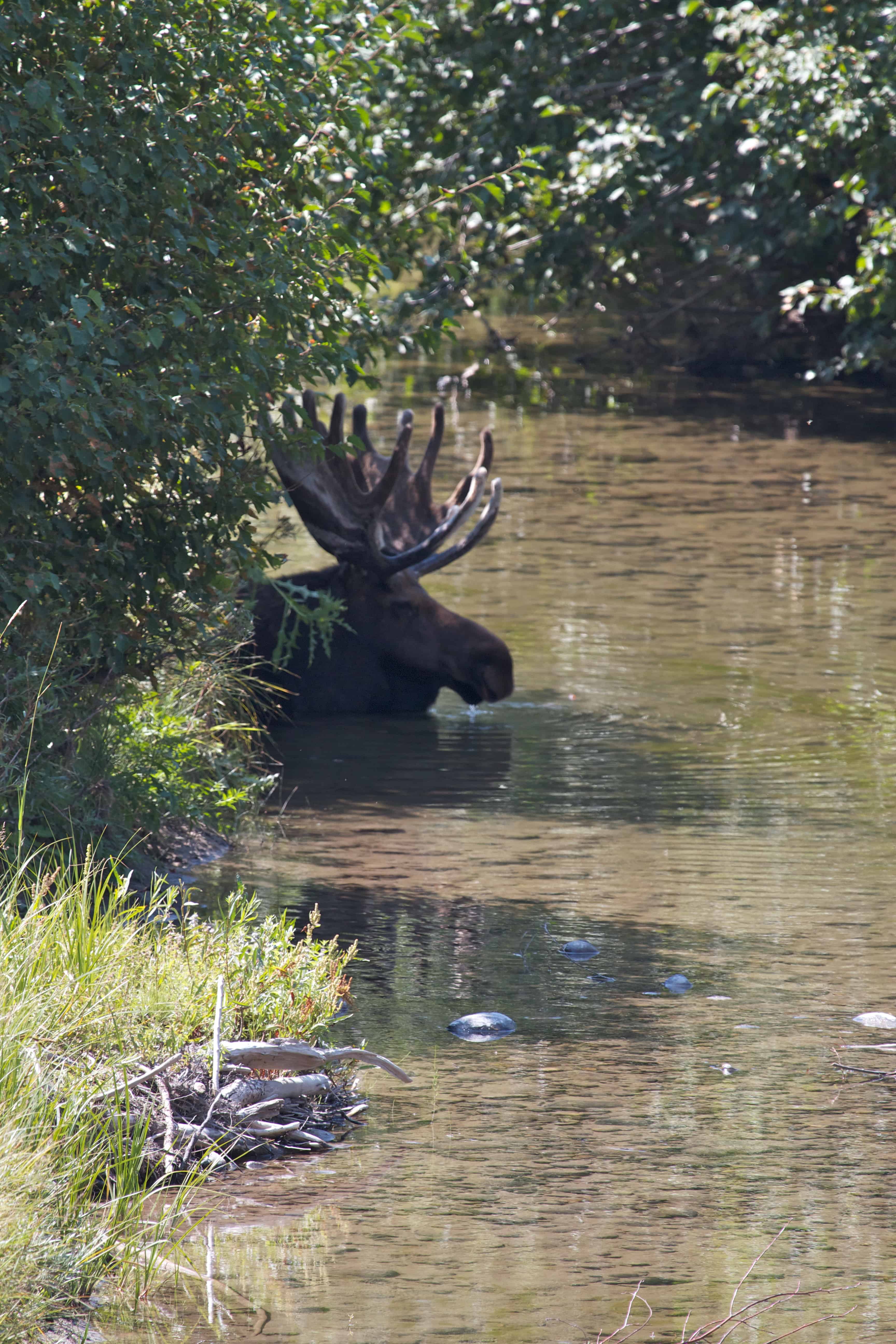 moose tours acadia national park