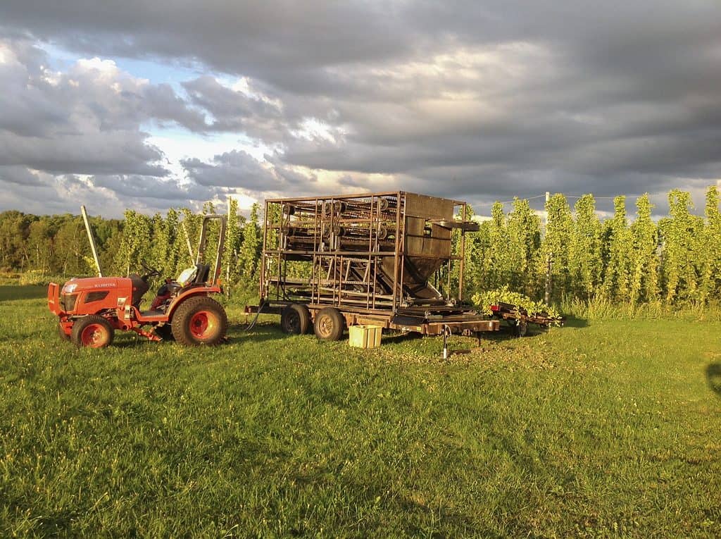 Aroostook Maine hops for Allagash Brewing