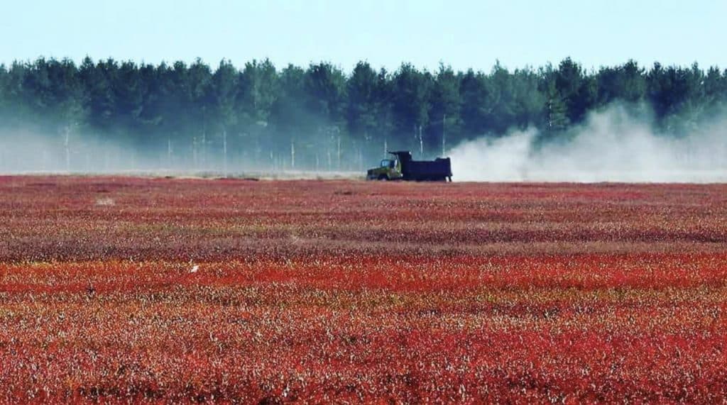 Milbridge Blueberry harvest Nikki Graham maineterrain.com