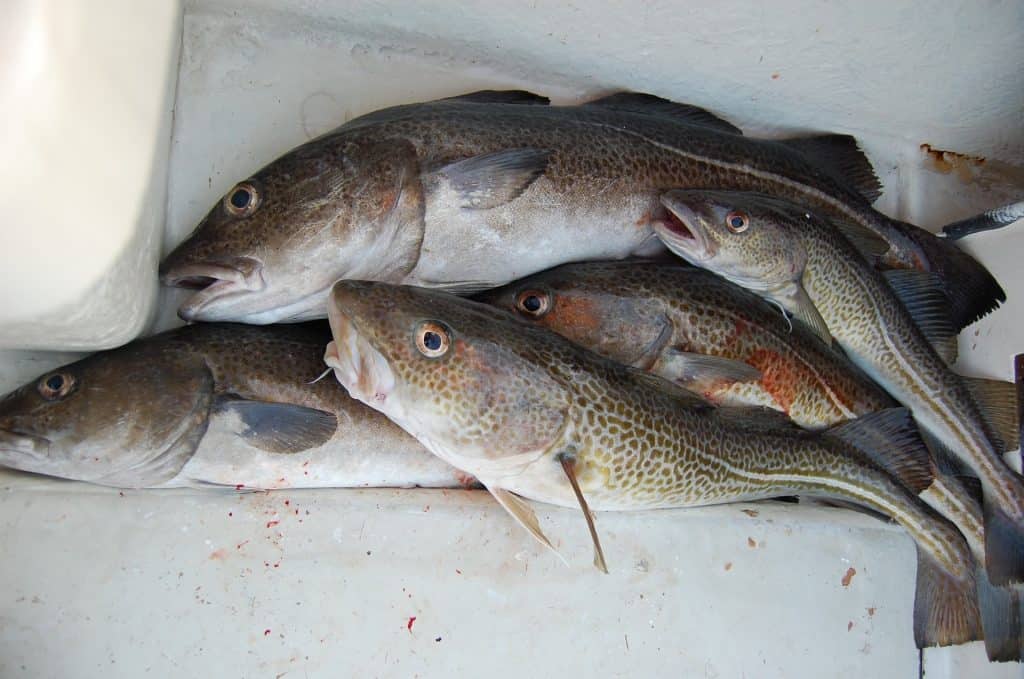 Cod fish