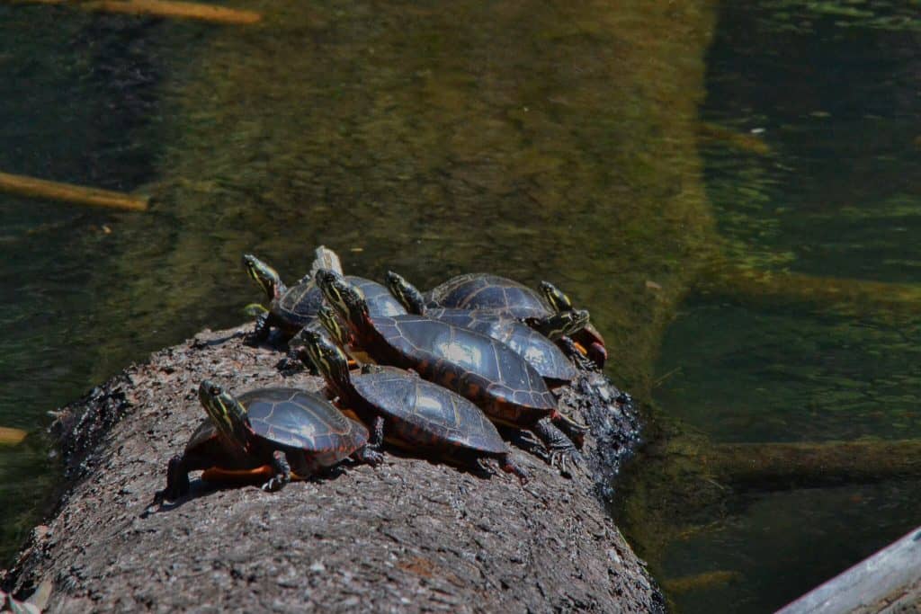 Turtles at Maine Outdoor School.