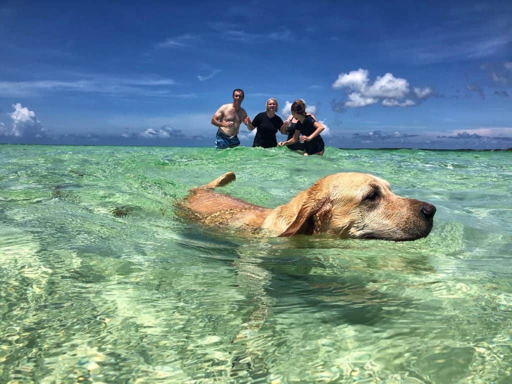 Ganesh the dog swimming in Cozumel at Cozumel Pearl Farm