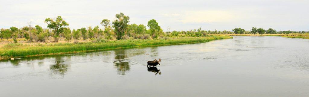 Large moose walking in stream