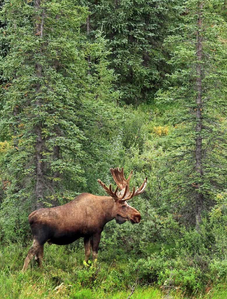 Large size bull moose with antlers in woods. 
