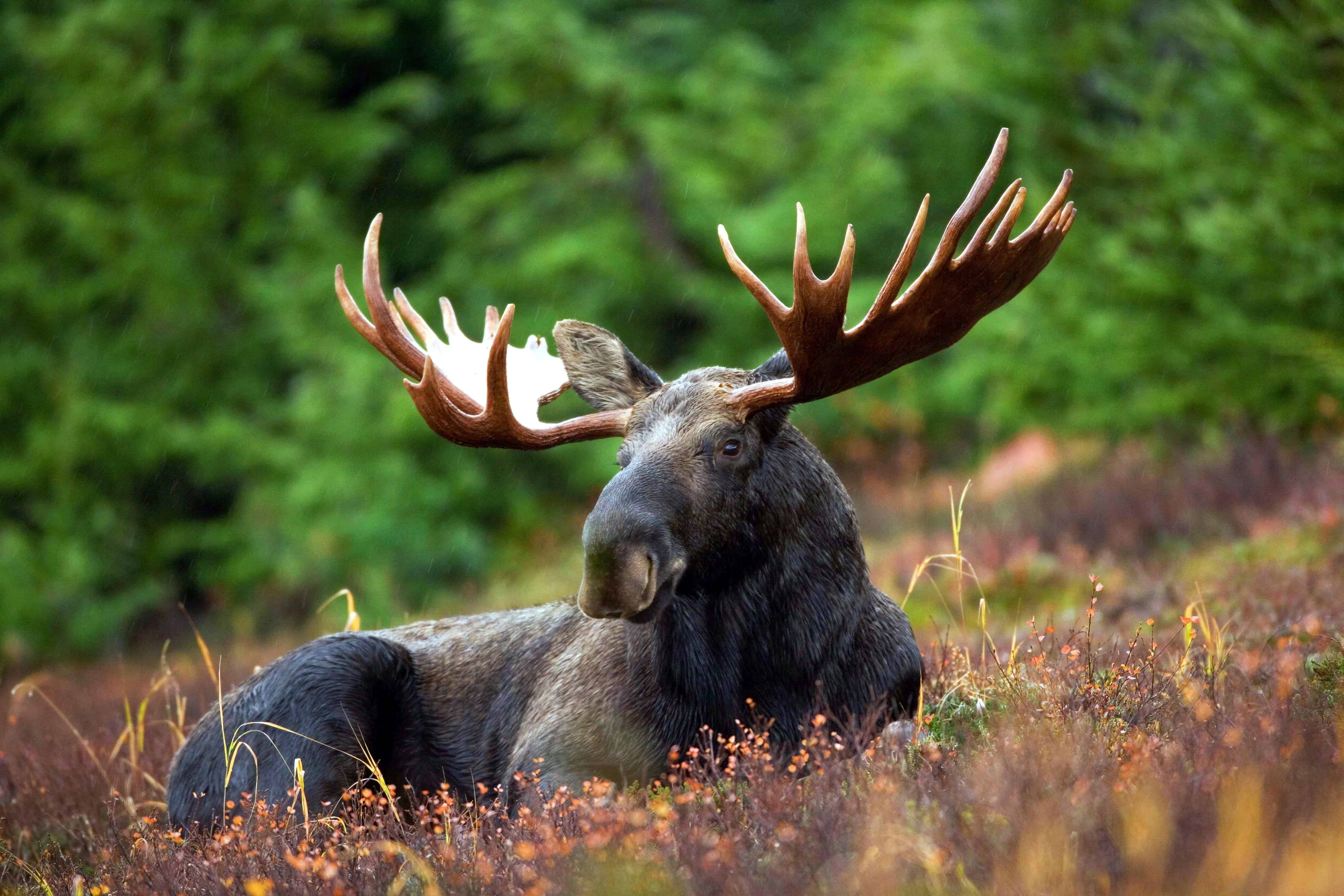 Large size moose in the woods