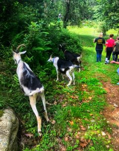🌄 Goat Hikes Maine: Baby Goats, Hiking & Farm 2024 WOW!