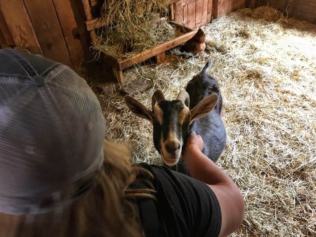 Goat in pen at 10 Apple Farm