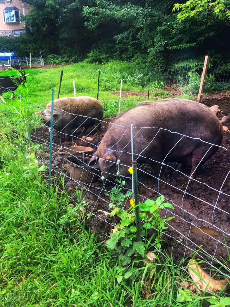 Mangalitsa Pigs at Ten Apple Farm