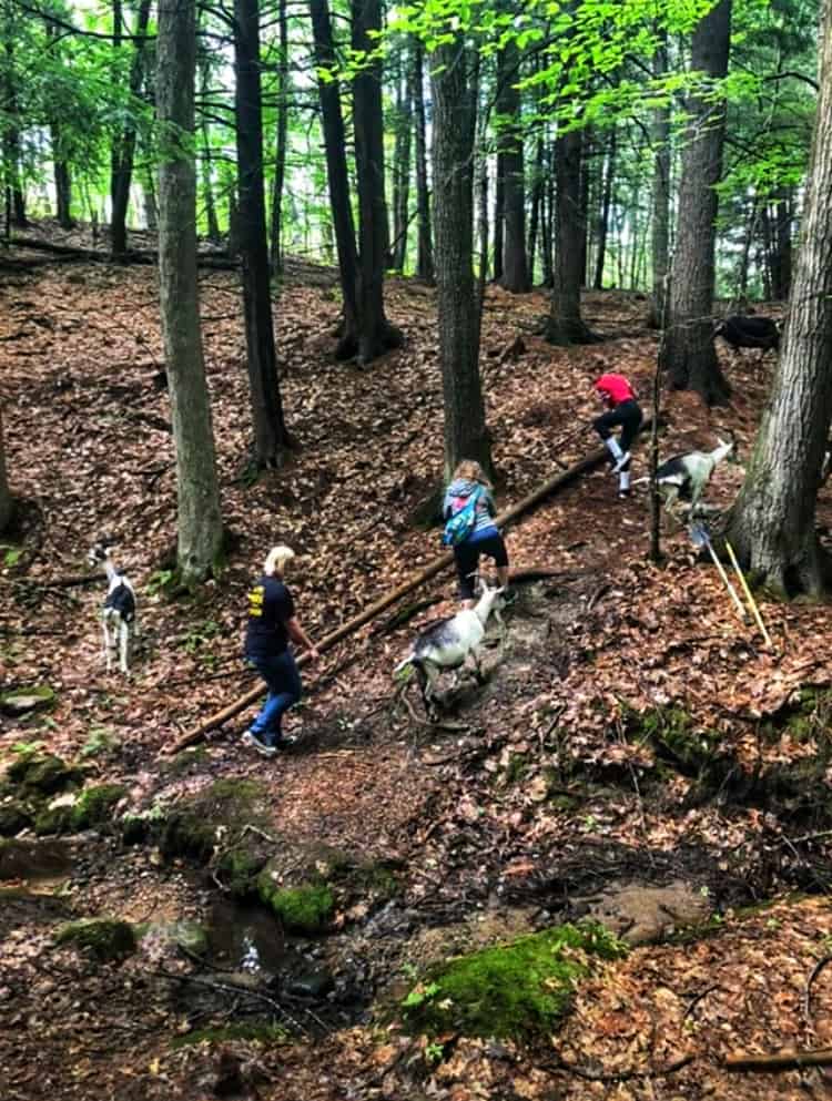 Hiking with goats