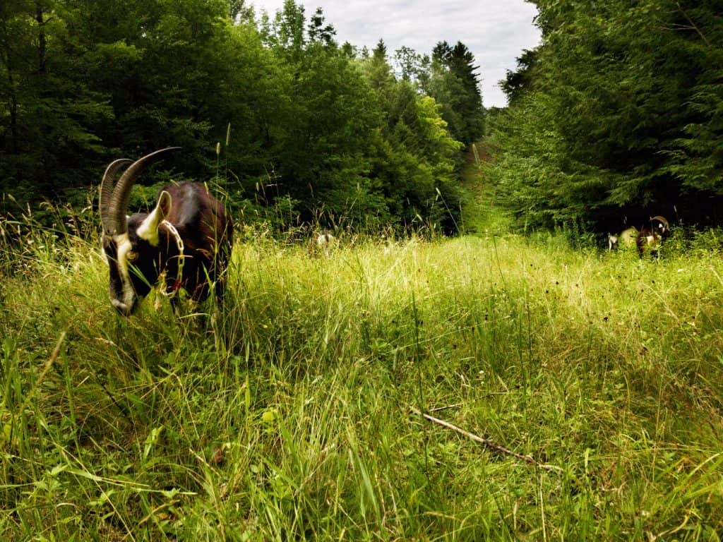 Goats grazing at 10 Apple Farm