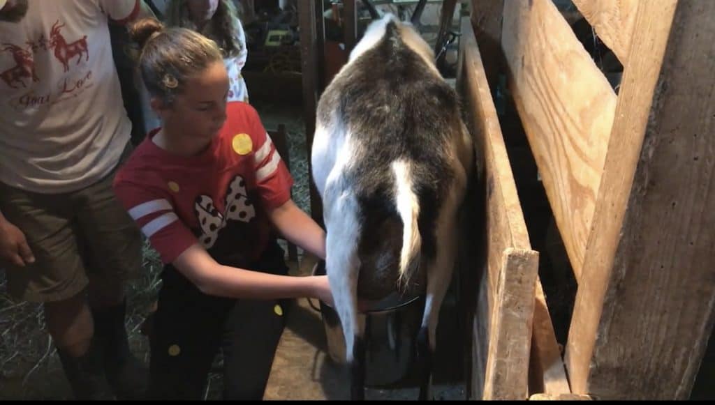 Sadie milking a goat at Ten Apple Farm