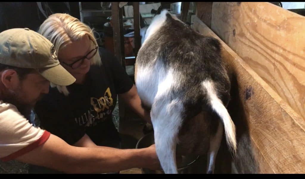 Molly milking a goat at Ten Apple Farm
